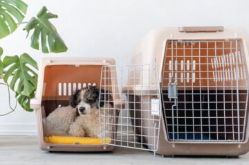 Why Pet Sling Carriers for Dogs Are a Must-Have for Dog Owners