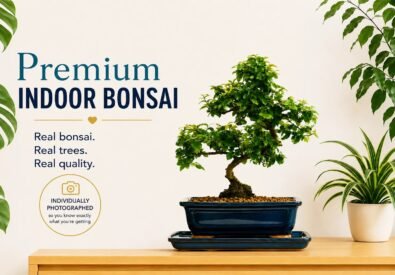 Bonsai Direct
